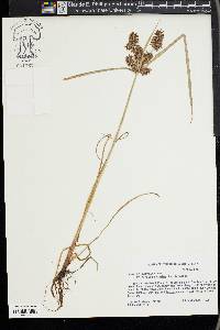 Cyperus flavicomus image