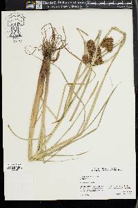 Cyperus flavicomus image