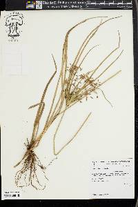 Cyperus friburgensis image