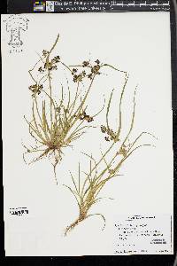 Cyperus glomeratus image