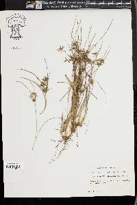 Cyperus grayi image