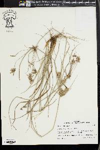 Cyperus grayioides image