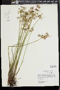 Cyperus haspan image