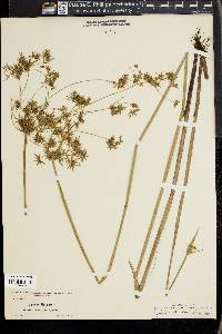 Cyperus haspan image