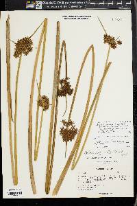 Cyperus haspan image