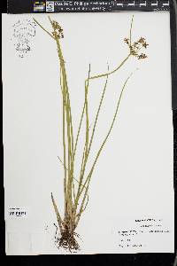 Cyperus haspan image