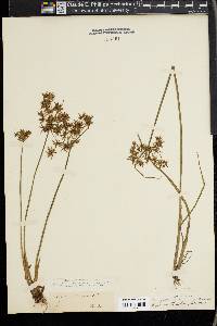 Cyperus haspan image