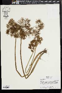 Cyperus haspan image