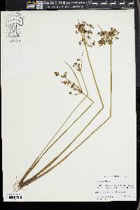 Cyperus haspan image