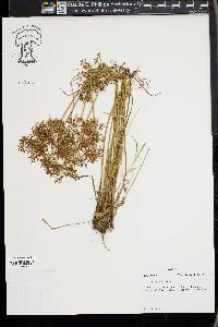 Cyperus haspan image