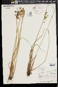Cyperus haspan image