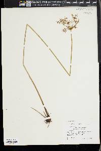 Cyperus haspan image