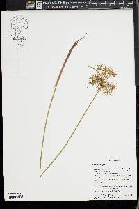 Cyperus haspan image