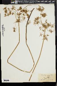 Cyperus haspan image
