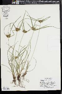 Cyperus hermaphroditus image