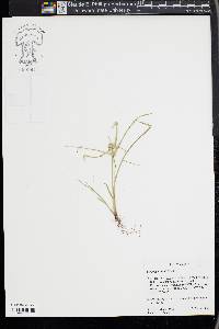 Cyperus humilis image