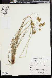 Cyperus hystricinus image