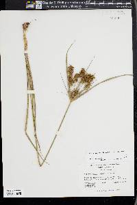 Cyperus hystricinus image