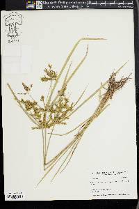 Cyperus iria image