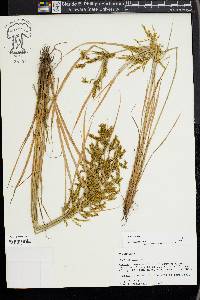 Cyperus iria image