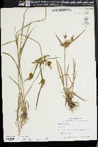 Cyperus iria image