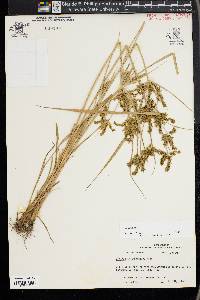Cyperus iria image