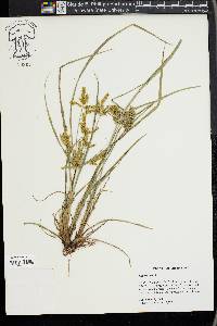 Cyperus iria image