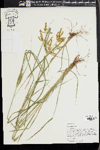 Cyperus iria image