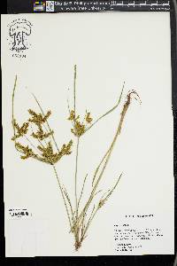 Cyperus iria image