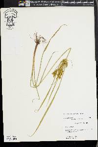 Cyperus iria image