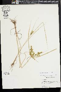 Cyperus iria image