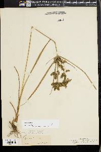 Cyperus iria image