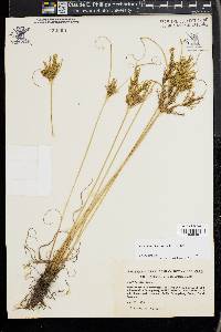 Cyperus iria image