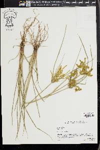 Cyperus iria image