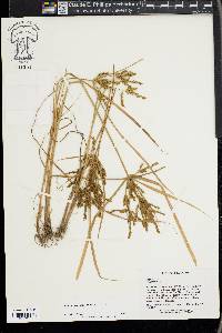 Cyperus iria image