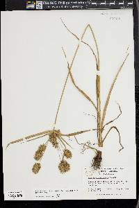 Cyperus lancastriensis image