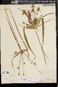 Cyperus lancastriensis image