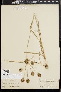 Cyperus lancastriensis image