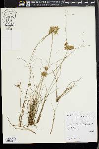 Cyperus lanceolatus image