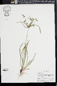 Cyperus laxus image