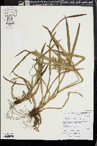 Cyperus laxus image