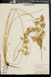 Cyperus lecontei image