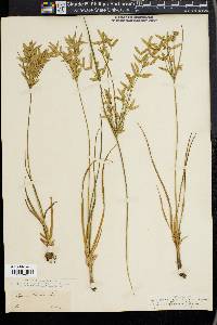 Cyperus lecontei image