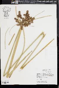 Cyperus ligularis image