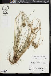 Cyperus lupulinus image