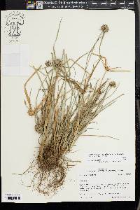 Cyperus lupulinus image