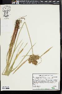 Cyperus conglobatus image