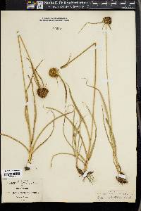 Cyperus manimae image