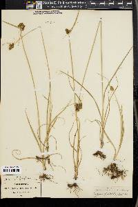 Cyperus manimae image