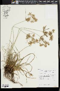 Cyperus meyenianus image